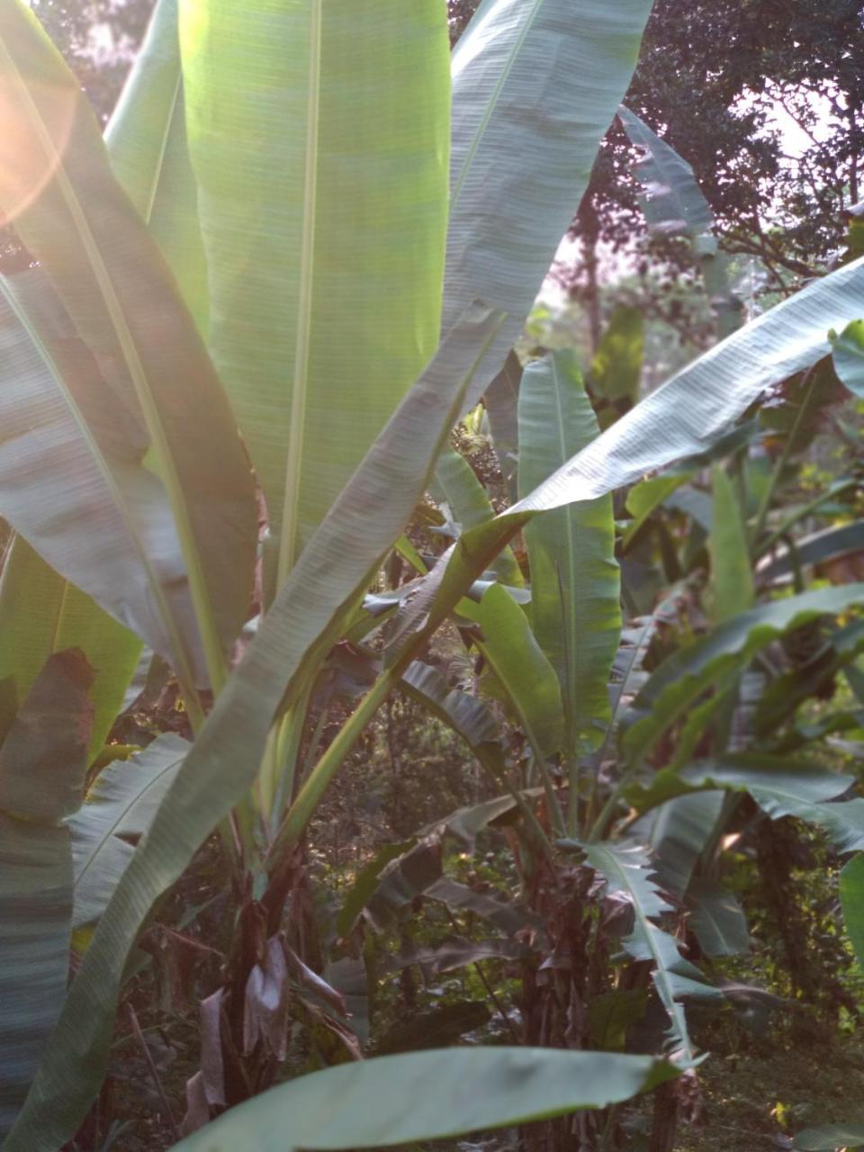 Gasthaus Jungle Joglo Tampaksiring Exterior foto